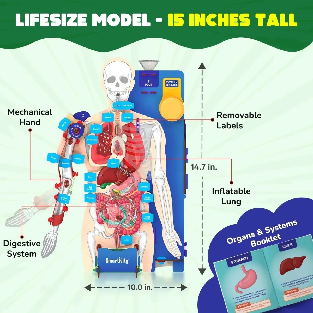 Science Model Homework Body Smartivity DIY Human Body Model - Interactive STEM Learning – Naivri