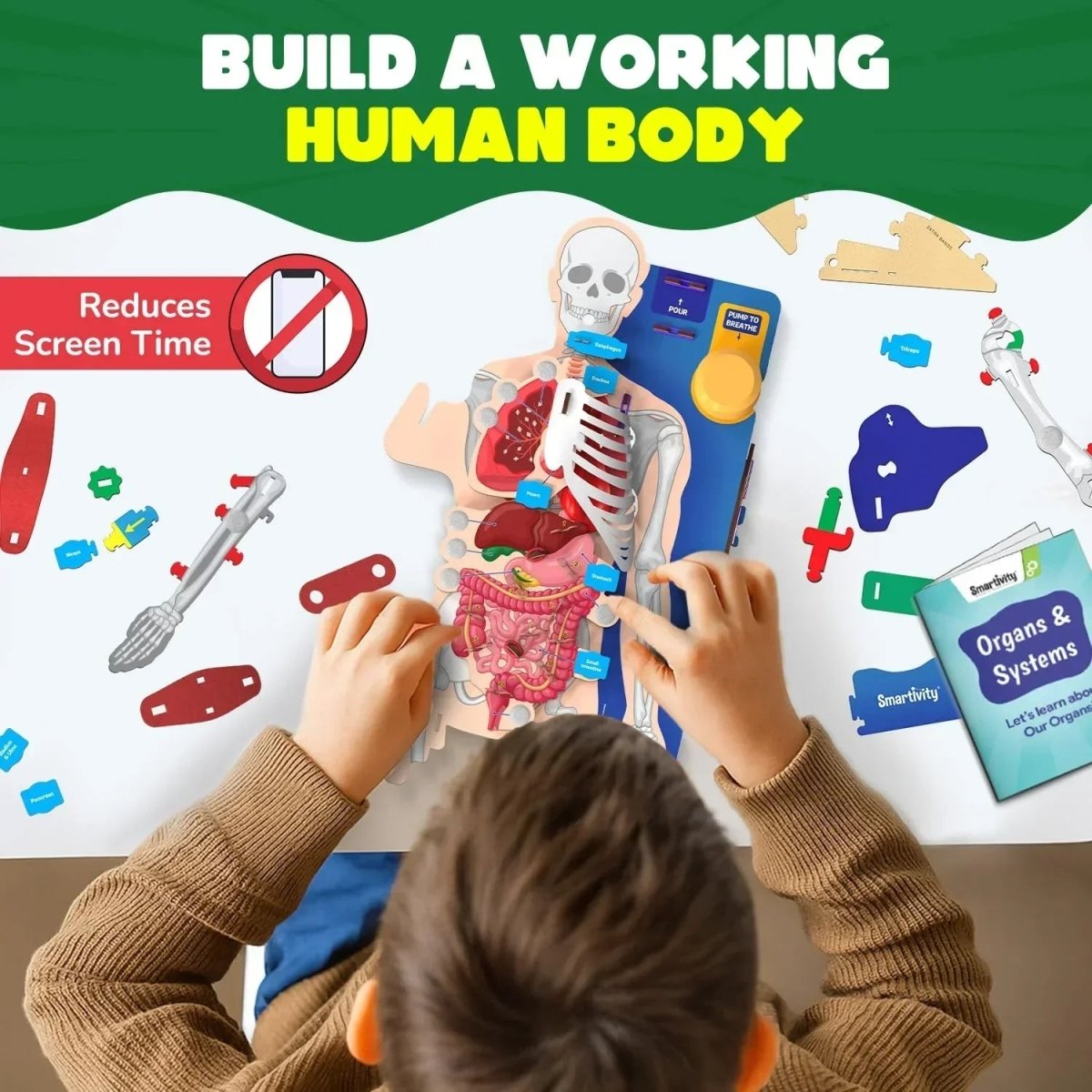 Interactive Body Model Smartivity DIY Human Body Model - Interactive STEM Learning – Naivri