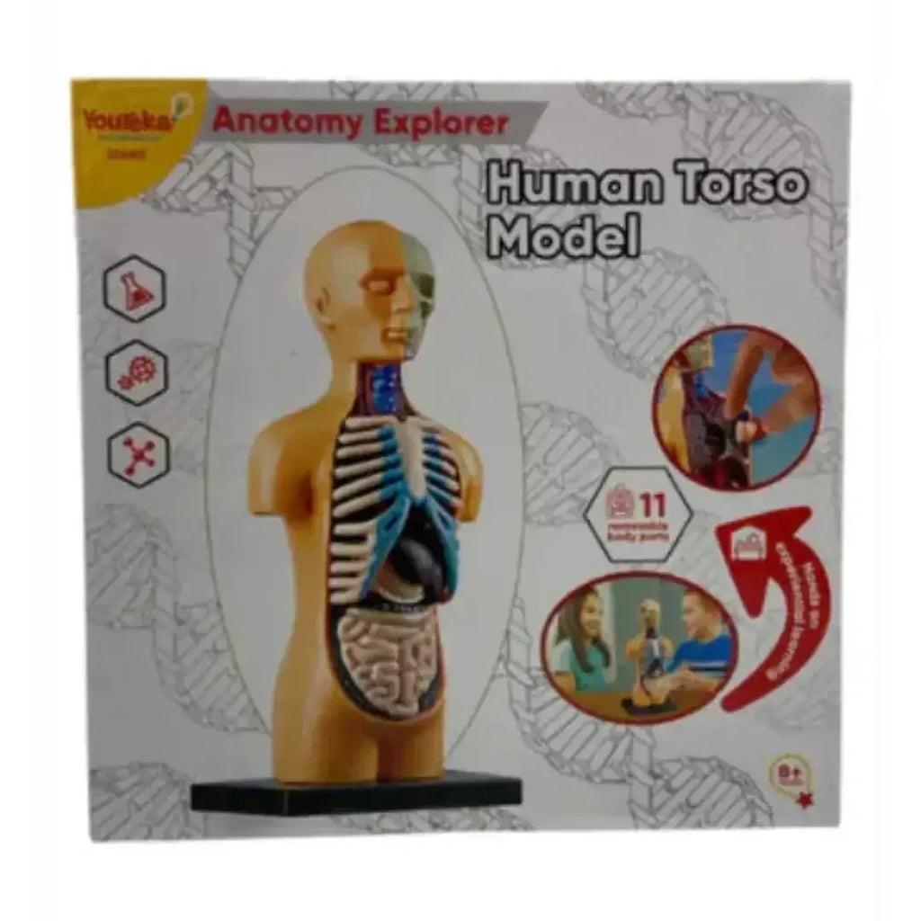 Youreka Human Anatomy Exploration Kit – 3D Torso Model with 11 ...